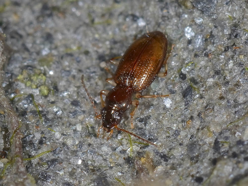 Sinechostictus decoratus